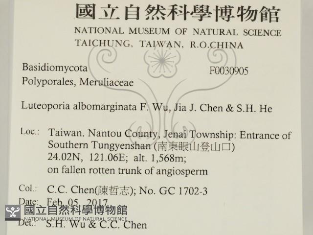 白邊黃孔菌藏品圖，第2張