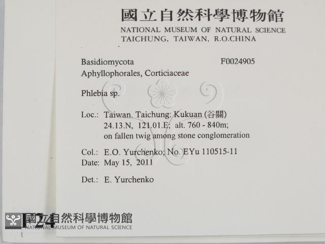 射脈菌屬藏品圖，第2張