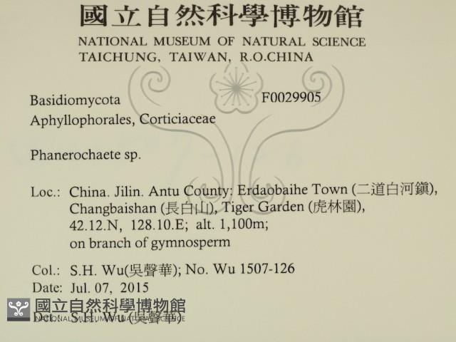 顯絲菌屬藏品圖，第2張