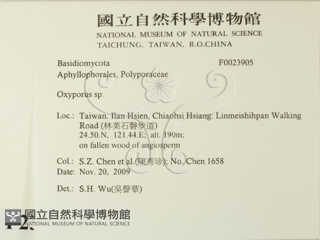 銳孔菌屬藏品圖，第2張