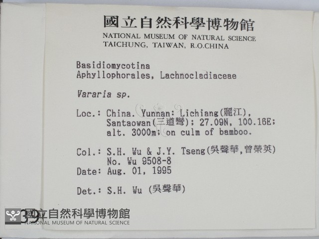 叉絲革菌屬藏品圖，第2張