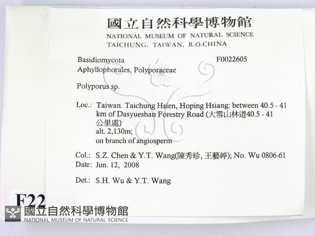 多孔菌屬藏品圖，第2張