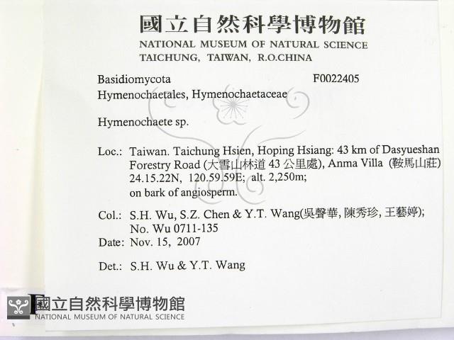 刺革菌屬藏品圖，第2張