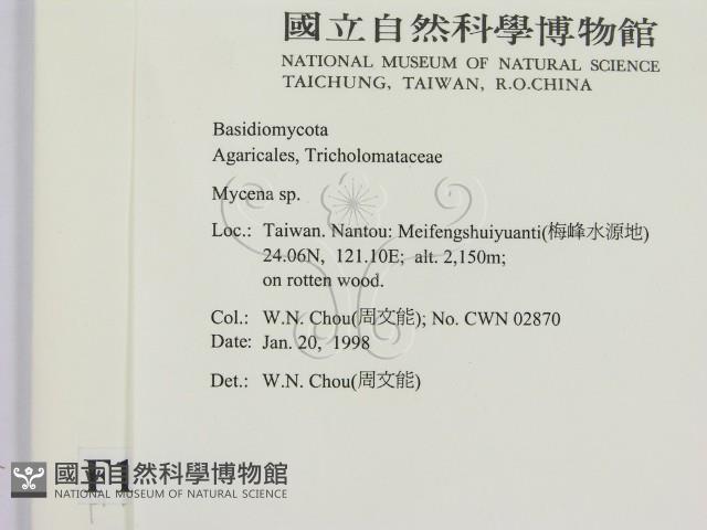 小菇屬藏品圖，第2張