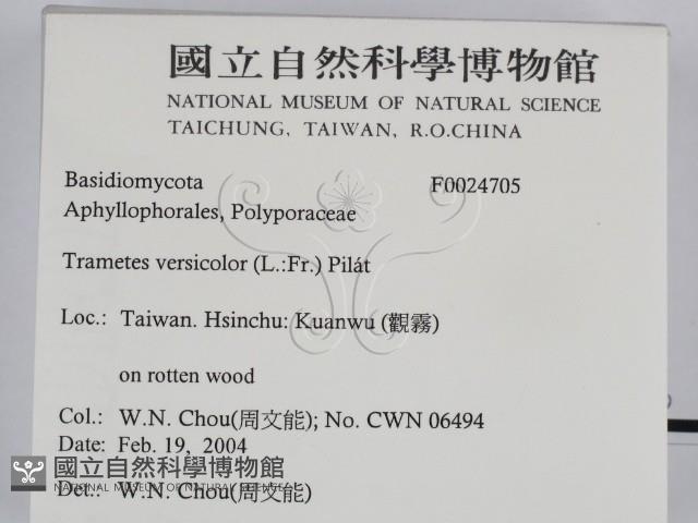 雲芝藏品圖，第2張