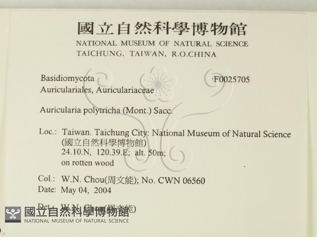 毛木耳藏品圖，第2張