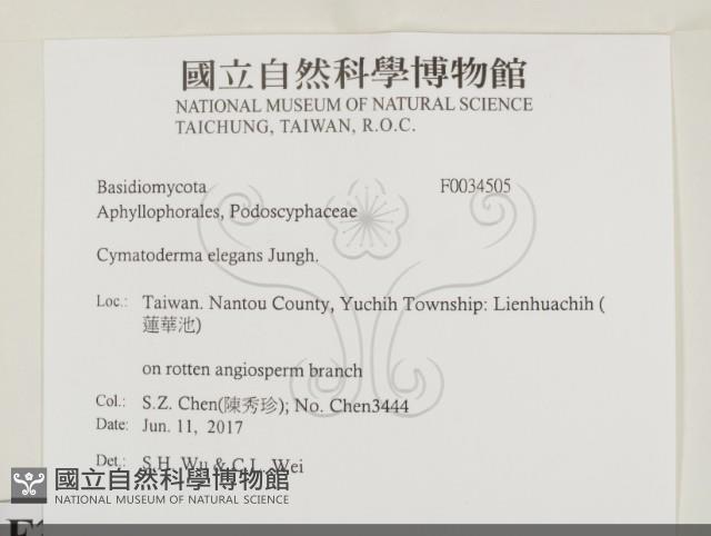 優雅波邊革菌藏品圖，第2張