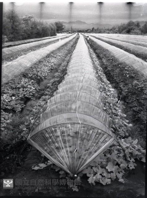 1950至2006年臺灣常民生活藏品圖，第1張