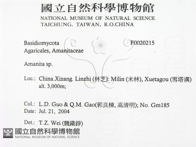 鵝膏屬藏品圖，第2張