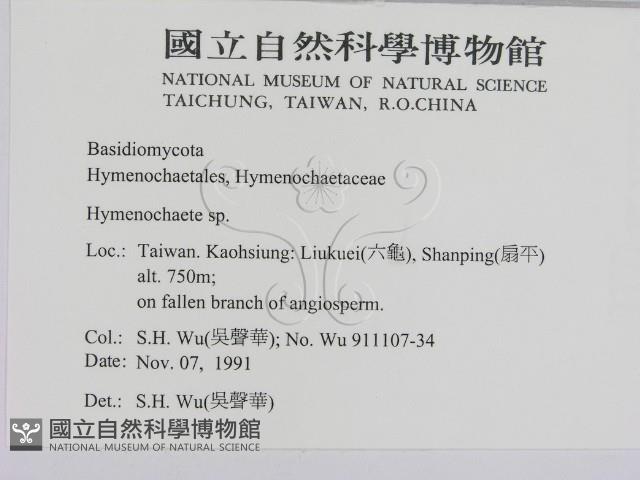 刺革菌屬藏品圖，第2張