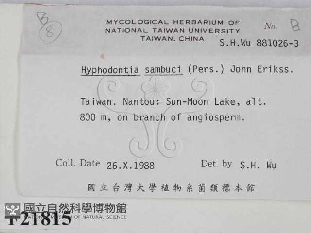 冇骨消絲齒菌藏品圖，第2張