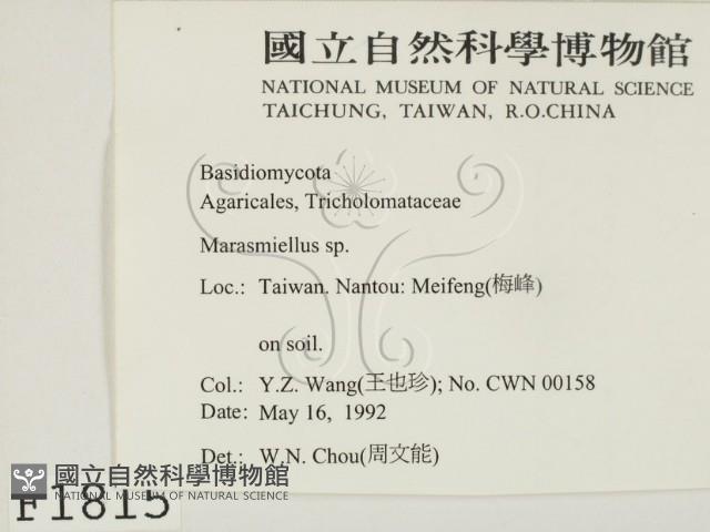 微皮傘屬藏品圖，第2張