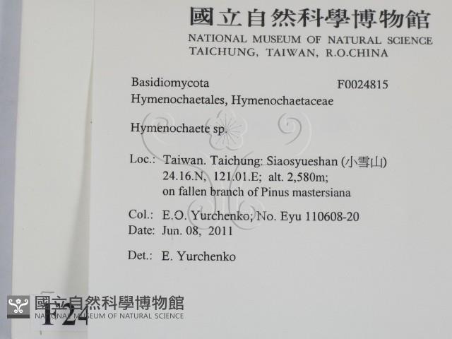 刺革菌屬藏品圖，第2張