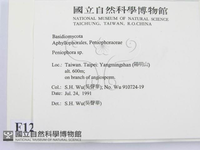 筍殼菌屬藏品圖，第2張