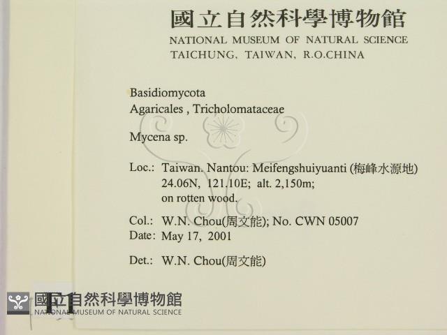小菇屬藏品圖，第2張