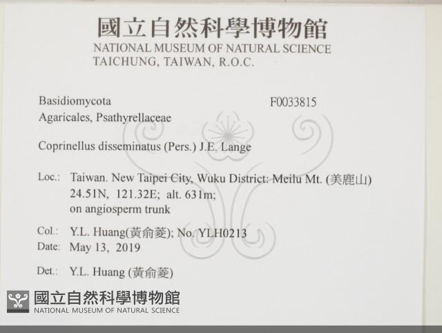 簇生鬼傘藏品圖，第2張