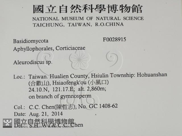 盤革菌屬藏品圖，第2張