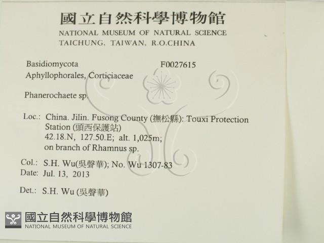 顯絲菌屬藏品圖，第2張