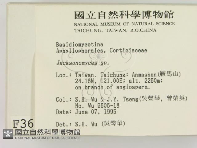 傑克菌屬藏品圖，第2張