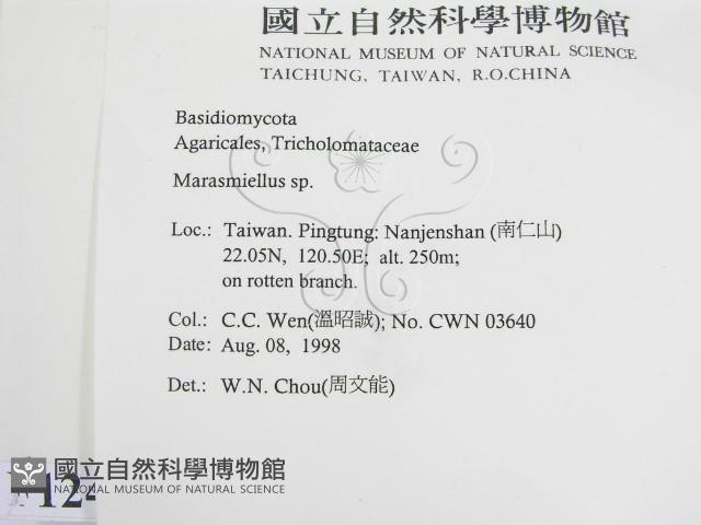 微皮傘屬藏品圖，第2張
