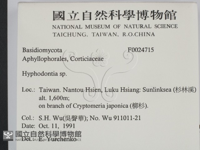 絲齒菌屬藏品圖，第2張