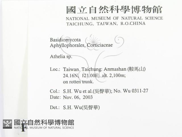 阿太菌屬藏品圖，第2張