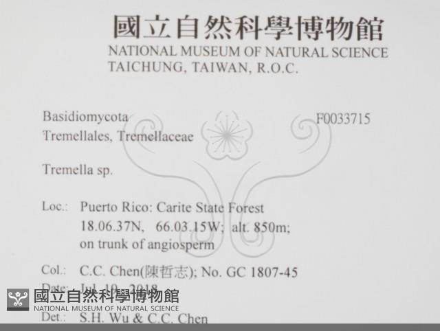 銀耳屬藏品圖，第2張