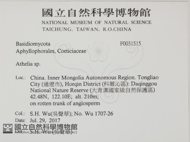 阿太菌屬藏品圖，第2張