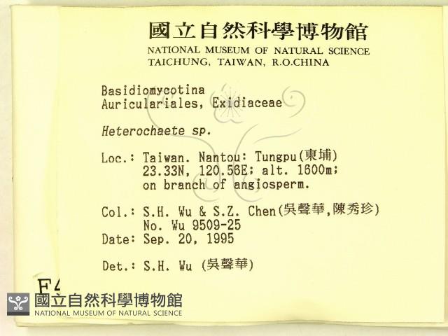 刺皮菌屬藏品圖，第2張