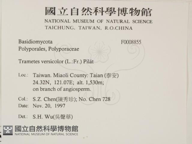 雲芝藏品圖，第2張