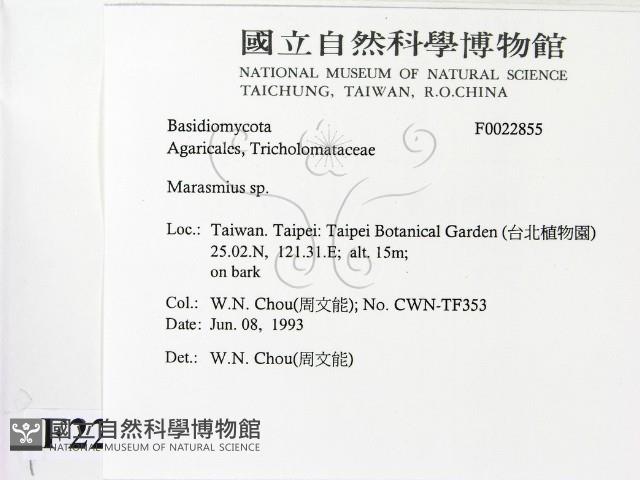 小皮傘屬藏品圖，第2張