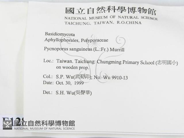 血紅密孔菌藏品圖，第2張