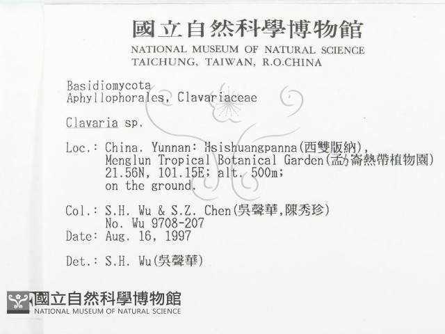 珊瑚菌屬藏品圖，第2張