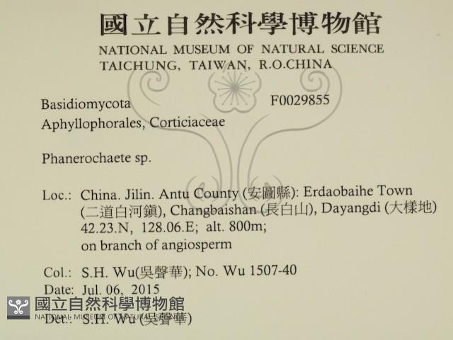 顯絲菌屬藏品圖，第2張
