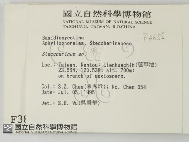 齒耳菌屬藏品圖，第2張