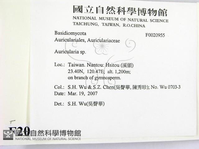 木耳屬藏品圖，第2張