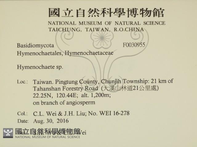 刺革菌屬藏品圖，第2張