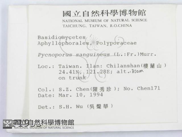 血紅密孔菌藏品圖，第2張