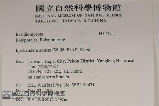 煙管菌藏品圖，第2張