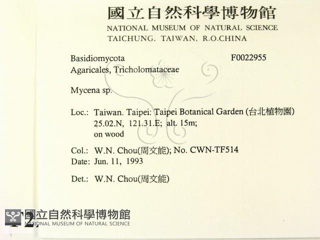 小菇屬藏品圖，第2張