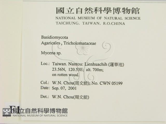 小菇屬藏品圖，第2張