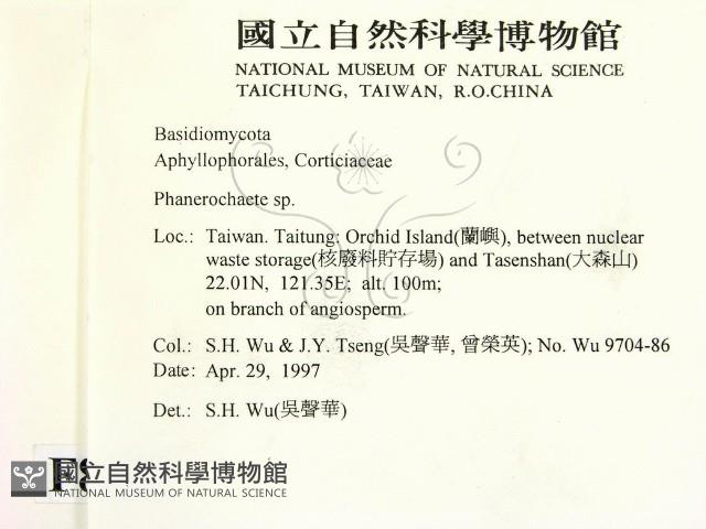 顯絲菌屬藏品圖，第2張