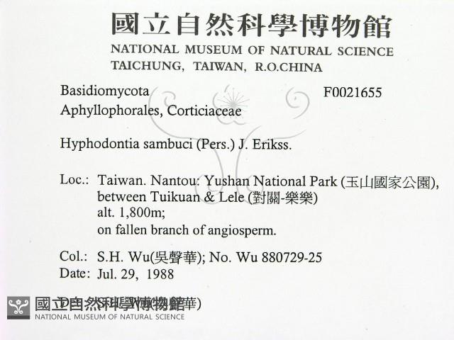 冇骨消絲齒菌藏品圖，第2張