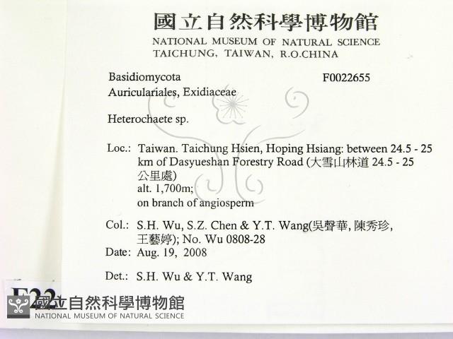 刺皮菌屬藏品圖，第2張