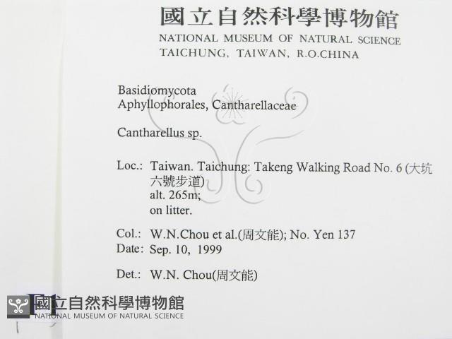 雞油菌屬藏品圖，第2張