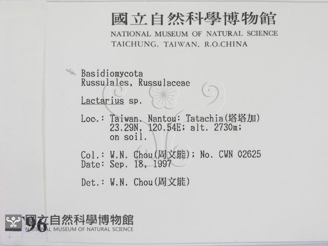 乳菇屬藏品圖，第2張