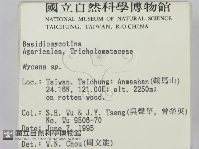 小菇屬藏品圖，第2張