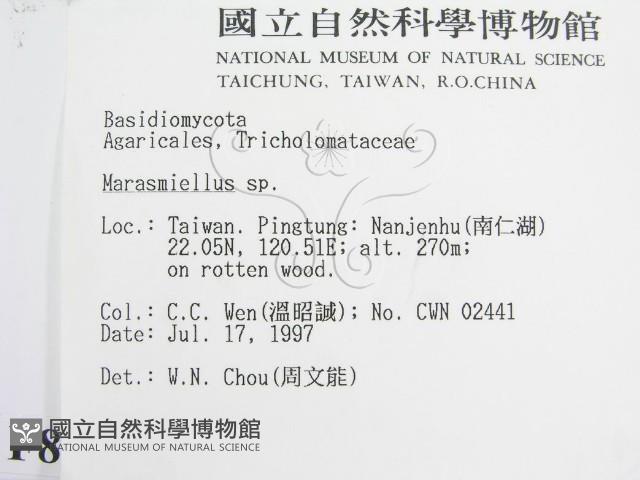 微皮傘屬藏品圖，第2張
