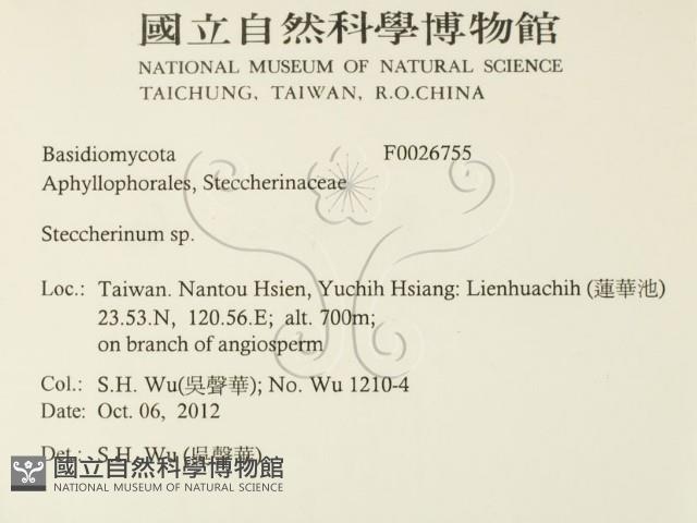 齒耳菌屬藏品圖，第2張