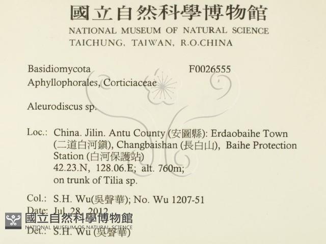 盤革菌屬藏品圖，第2張